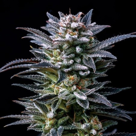 Gorilla Ghost