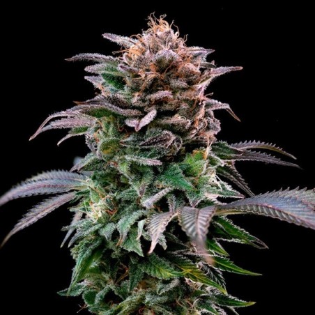 Gorilla Banana