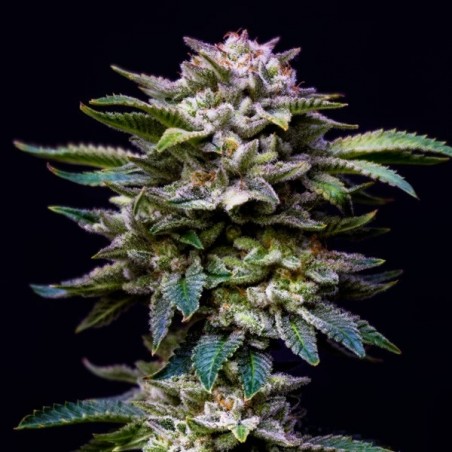 Gorilla Rainbows
