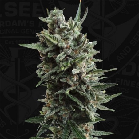 Auto Critical Hog von T.H. Seeds - Günstig Anbauen
