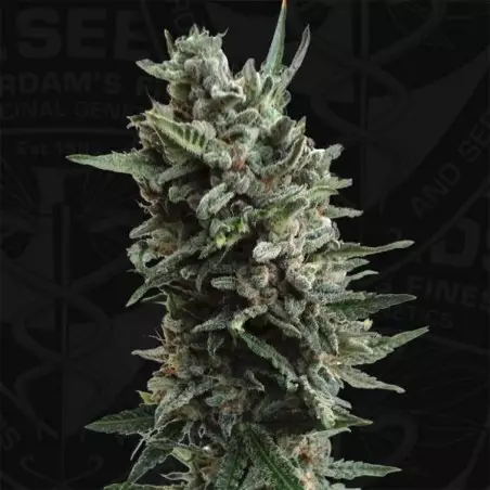 Auto Critical Hog von T.H. Seeds - Günstig Anbauen