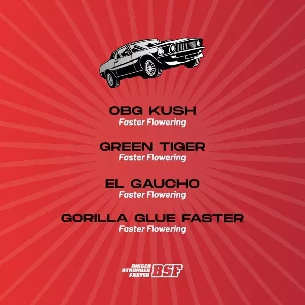 Sicht Faster and Furious Faster Mix