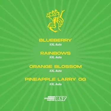 Tutti Frutti XXL Mix Autoblühend