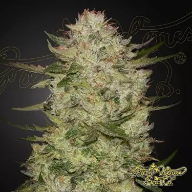HighCloudZ Auto green house seeds