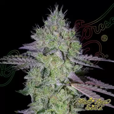 Tarte Tatin green house seeds