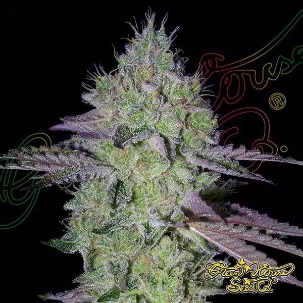 Sicht Tarte Tatin green house seeds