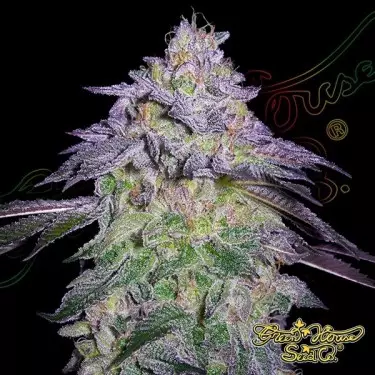 Nori Cake green house seeds