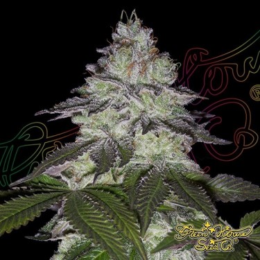 View Milky Dreams green house seeds