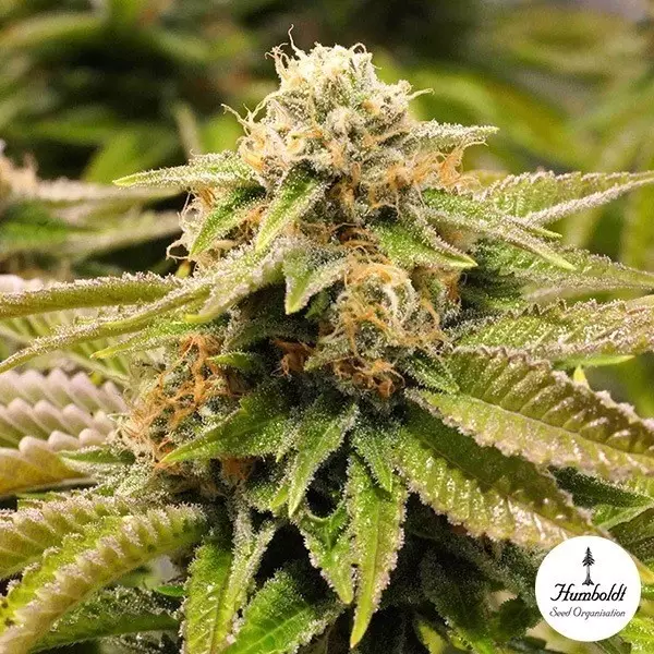 Sicht Gorilla Breath