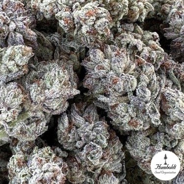 View Double Fire Headband