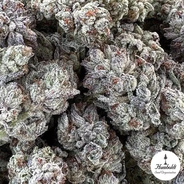 Sicht Double Fire Headband