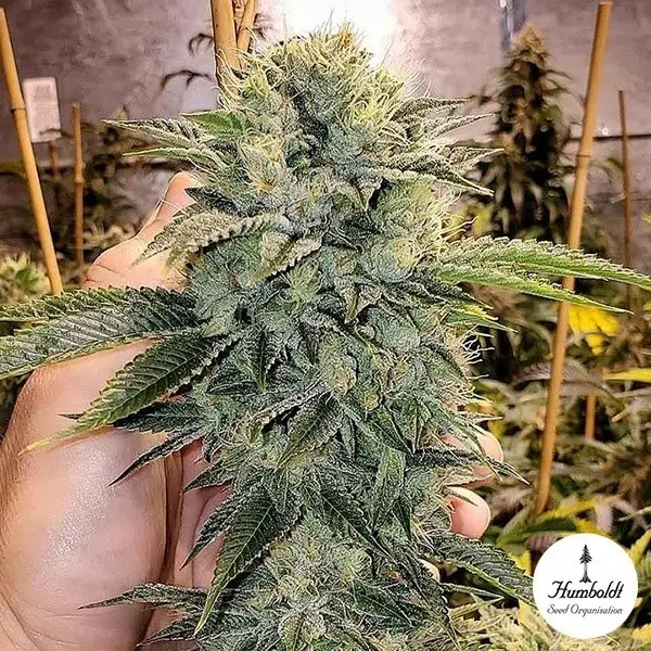 Sicht Geist OG Fast Flowering