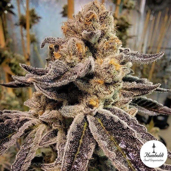 View Black Rainbow Sherbert