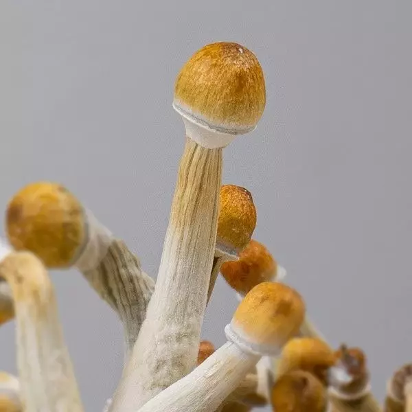 Psilocybe mexican 2