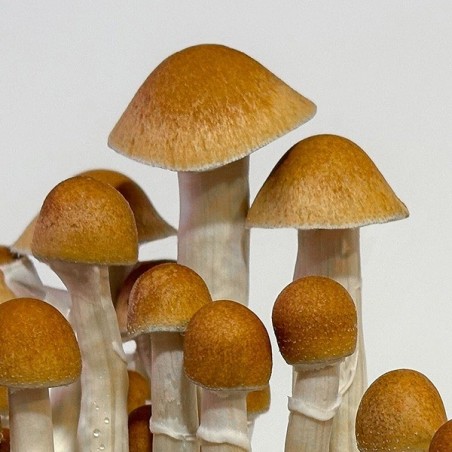 McKennaii Pilze