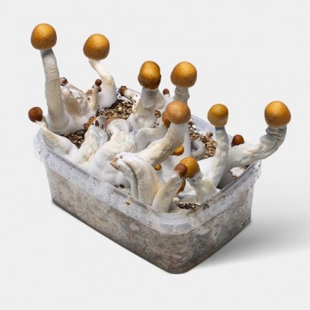 Golden Teacher