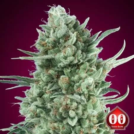 Auto Bubble Gum XXL