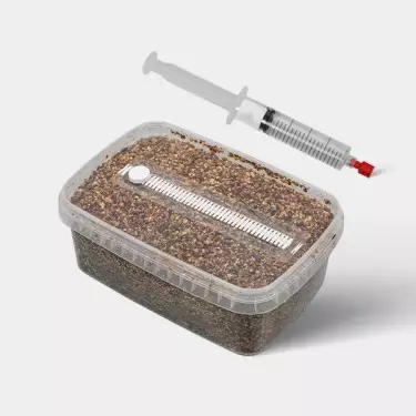 Mikroskopisches Studienkit für Pilzsporen (mit Tupper)