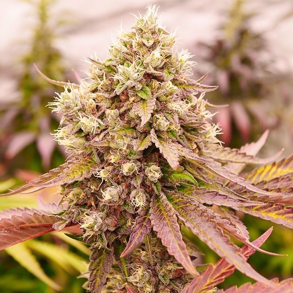 View Burger Kush