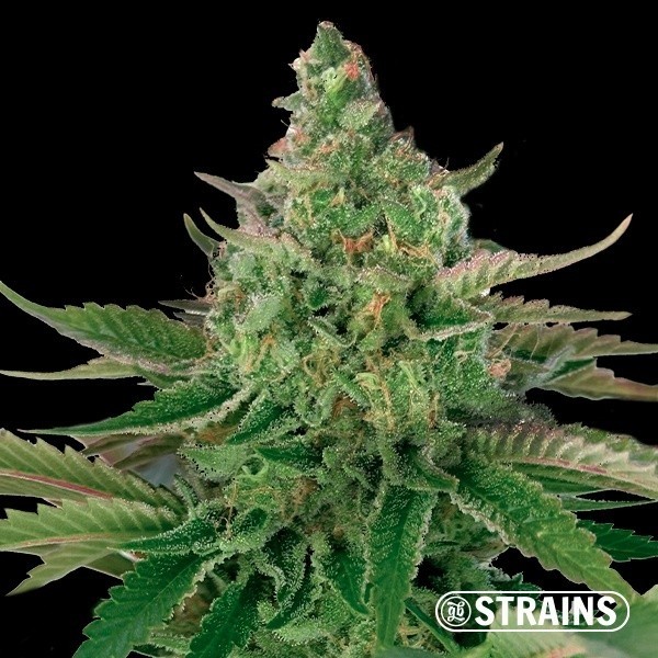 View Platinum OG