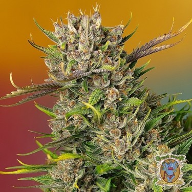 View Papaya Zoap Auto