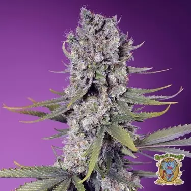 Papaya Zoap F1 Fast Version