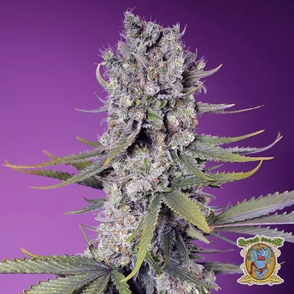 Sicht Papaya Zoap F1 Fast Version