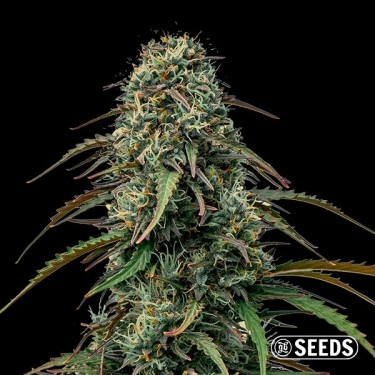 View Grape Gas