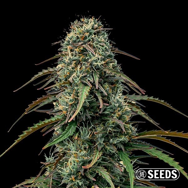 View Grape Gas