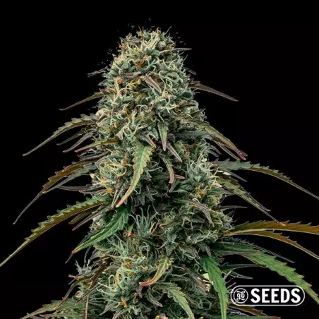 Grape Gas