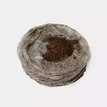 Jiffy7 de Turba 33mm