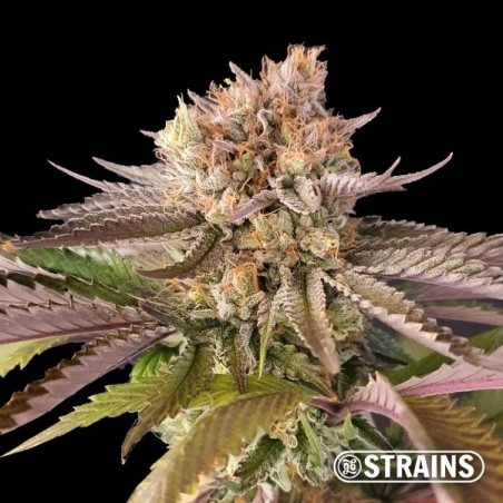 Rainbow Sherbert 11