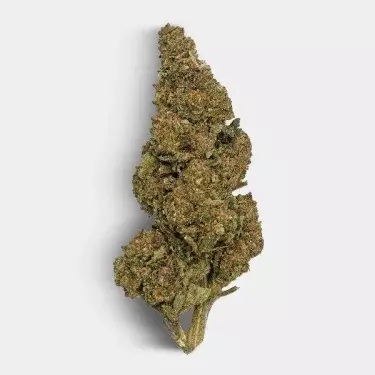 CBD-Blüten The Family REAL TALK bud