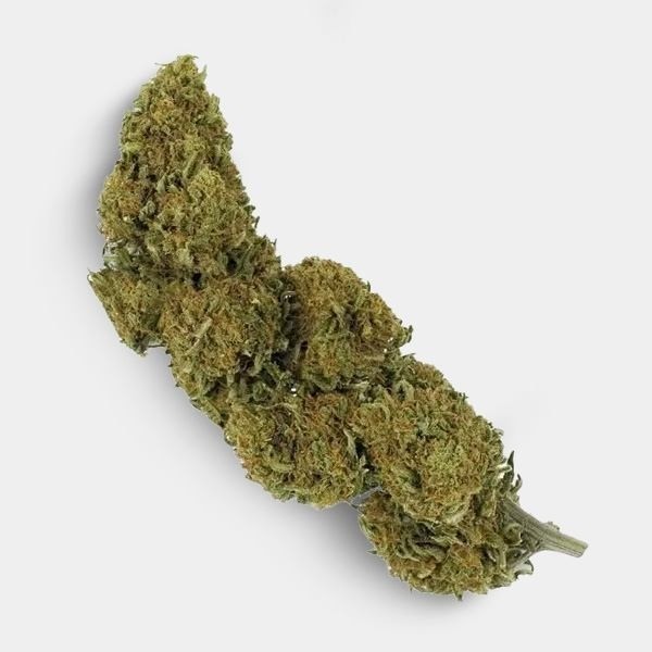 CBD Outdoor Blüten 25 g + GB OG Kush Geruchsdichte Kulturtasche
