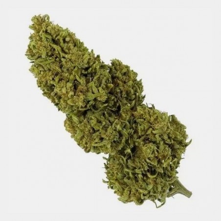 CBD-Blüten Outdoor 25 g + geruchsdichte GB-Kulturtasche Blue Cheese