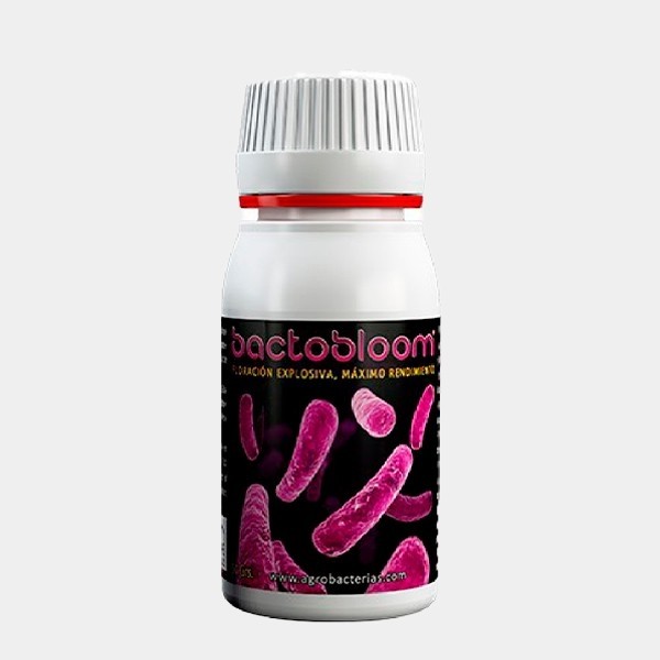 Bactobloom Blüte