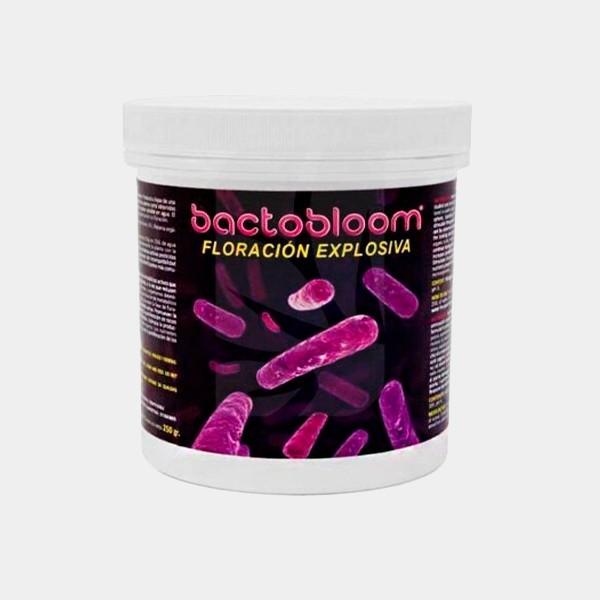 Bactobloom Blüte