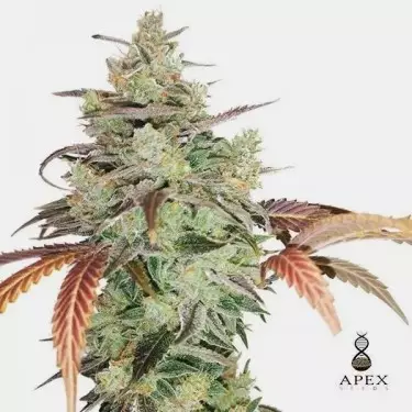 Auto Super Monkey XXL von Apex Seeds - Günstig anbauen