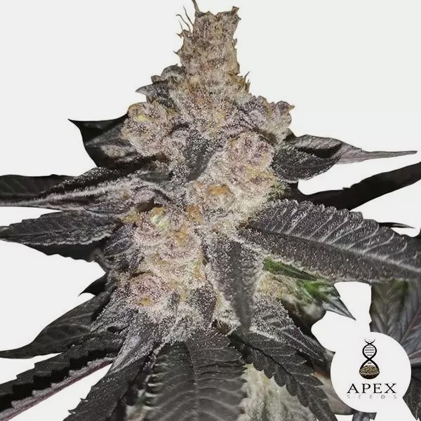View Auto Biscotti von Apex Seeds Autoblüher - Billiges Wachstum