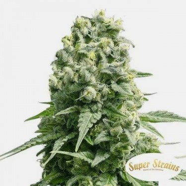 Amnesie Super Strains 100% feminisiert - Günstig anbauen