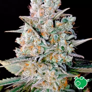 Kritical Bilbo Auto von Genehtik feminisiert - Günstig Wachsen