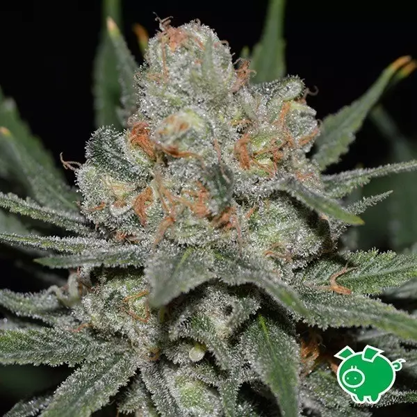 Sicht Nevil Bilbo Auto von Genehtik feminisiert - Günstig Wachsen