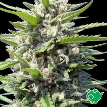 Northern Lights Auto von Venus Genehtik - Billig anbauen