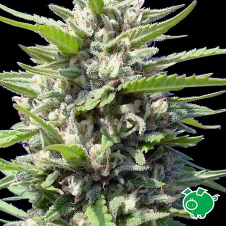 Northern Lights Auto von Venus Genehtik - Billig anbauen