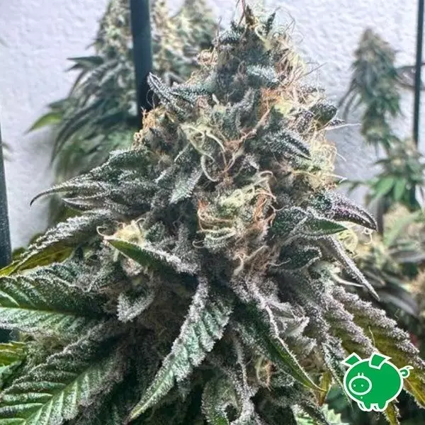 Sicht Strawbilbo Banana Auto