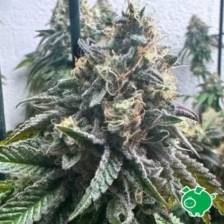 Strawbilbo Banana Auto