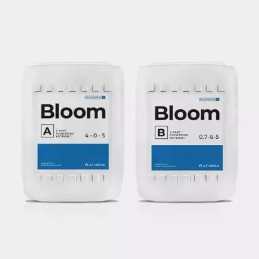 Athena Bloom A+B - GB The Green Brand