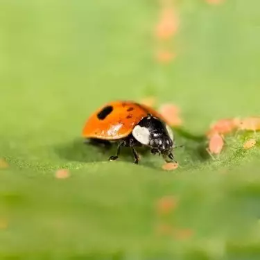 Adalia Bipunctata kaufen, um Blattläuse zu bekämpfen - GB The Green Brand