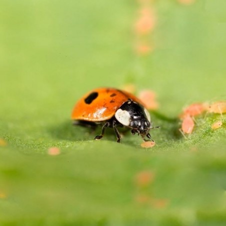 Adalia bipunctata gegen Blattläuse