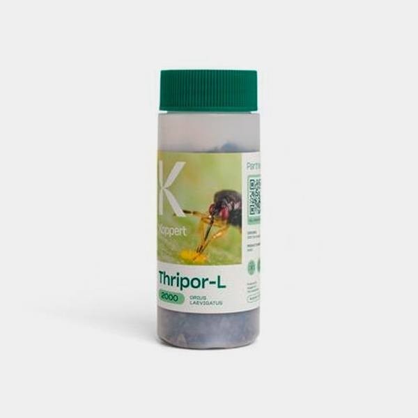 Orius Leavigatus Gegen Thripse Biologische Bekämpfung - Grow Billig